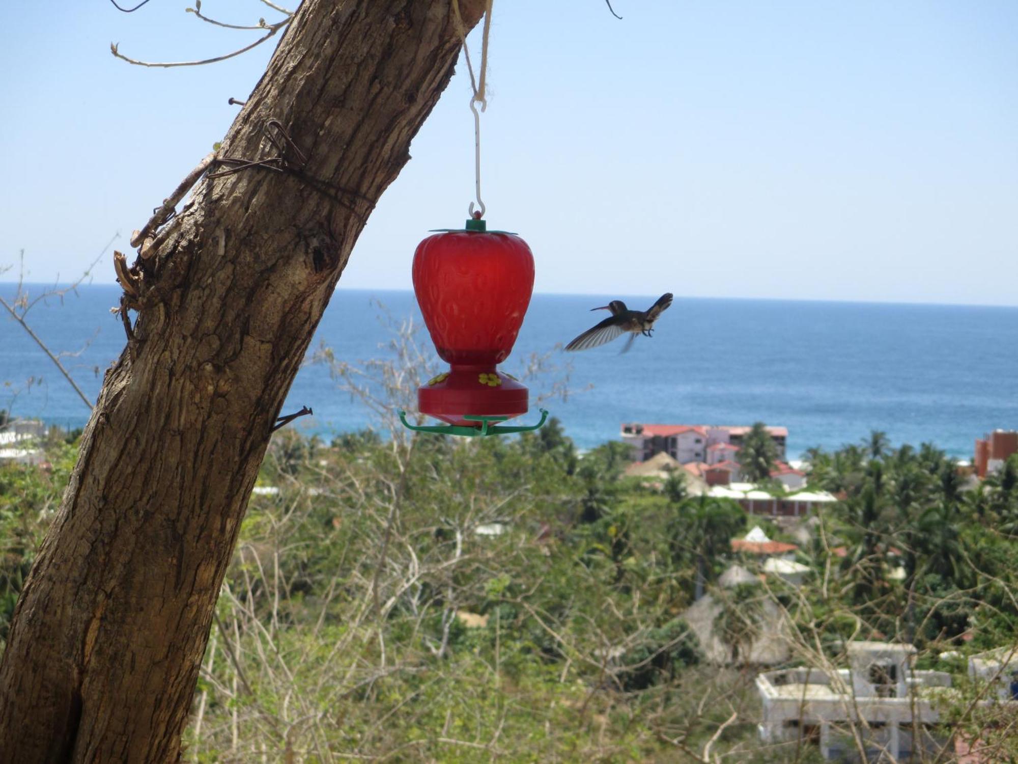Casa Biulu Bed and Breakfast Zipolite Εξωτερικό φωτογραφία